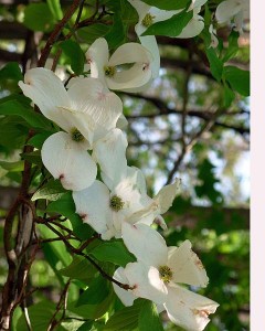 http://commons.wikimedia.org/wiki/File:Extreme_close_up_of_a_dogwood_blossom.jpg