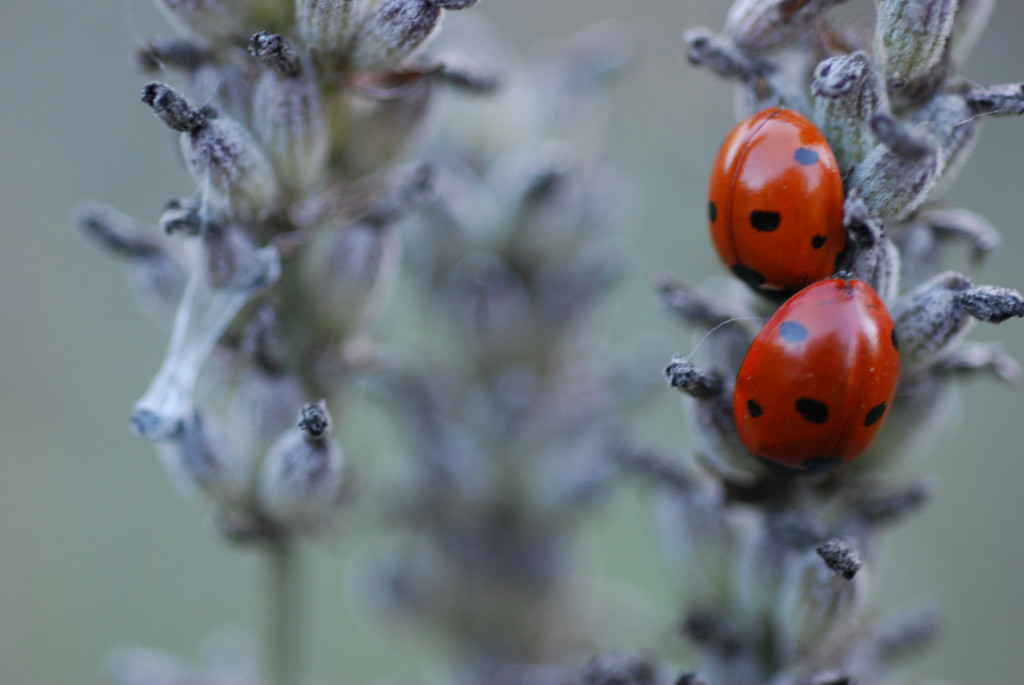 Lavender and two ladybugs. Taken with Nikon D-80 and macro lens. Close up.