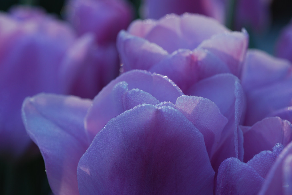 lilac colored tulip with dew