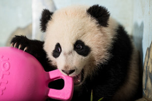 Bao Bao - National Zoo